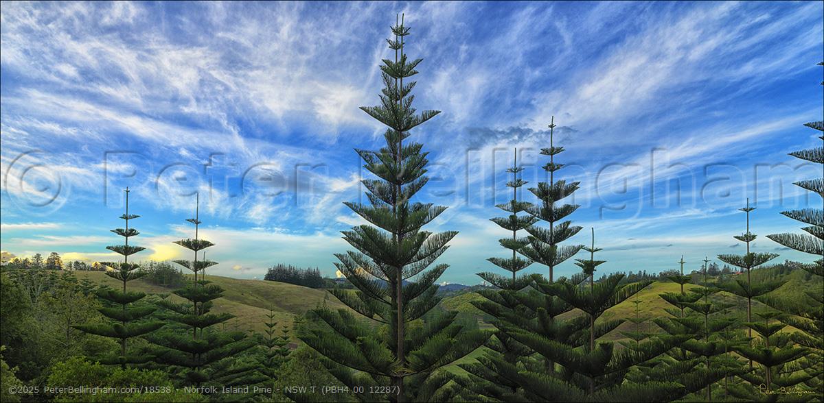 Peter Bellingham Photography Norfolk Island Pine - NSW T (PBH4 00 12287)